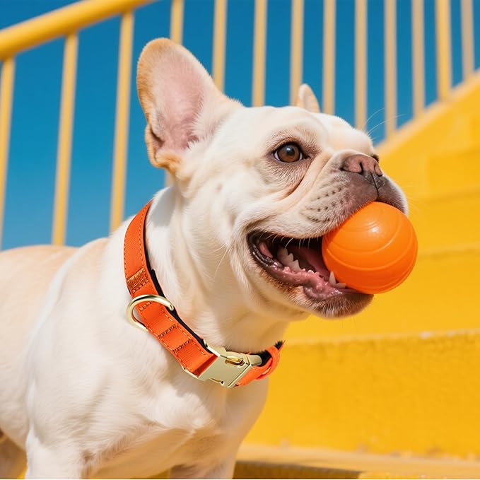 Didog Soft Padded Dog Collars for Medium Dogs, Colorful and Durable Dog Collar with Quick Release