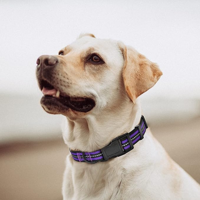 Mile High Life Reflective Dog Collar | Nylon Pet Collars wiith Buckle | Light Weight Puppy Collars