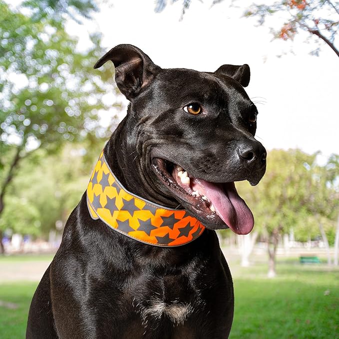SafetyPUP XD Reflective Dog Collar ??Blaze Orange Dog Collar, Adjustable Closure for a High