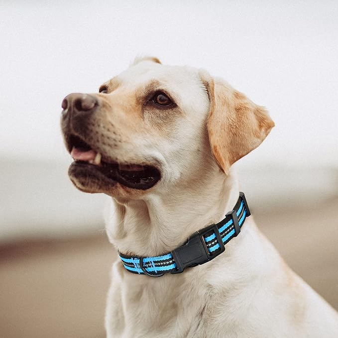 Mile High Life Reflective Dog Collar | Nylon Pet Collars wiith Buckle | Light Weight Puppy Collars