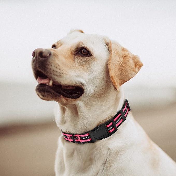 Mile High Life Reflective Dog Collar | Nylon Pet Collars wiith Buckle | Light Weight Puppy Collars