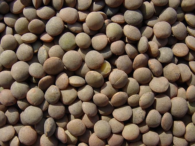 Lentils 15 Lbs, Joseph's Grainery Brown Lentils, All Natural, Non-GMO, Kosher Certified