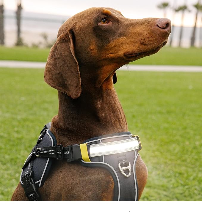 Lumi One LED Dog Harness for Night Visibility and Safety, Patent Pending ??High-Visibility Light-Up