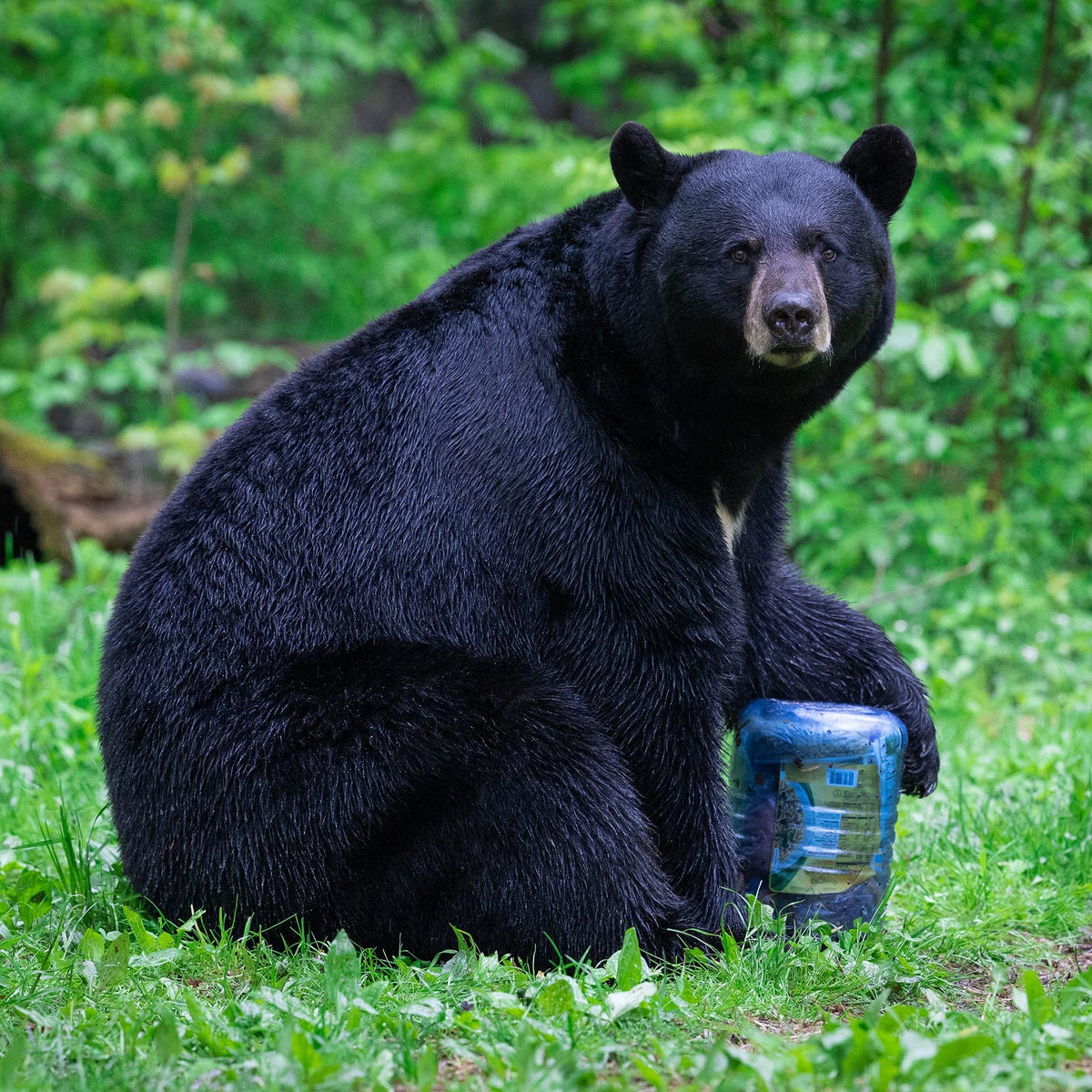 BearVault BV500 Journey Bear Resistant Food Container - Extra Large