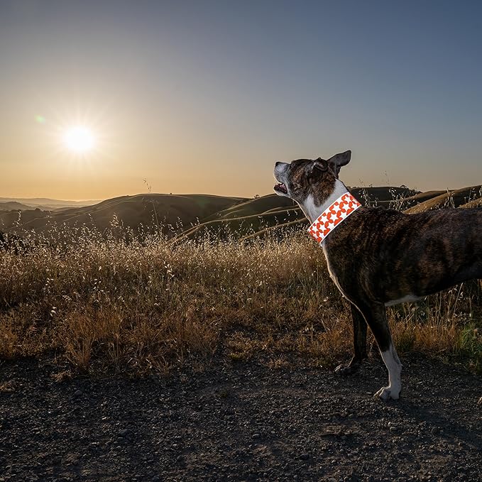 SafetyPUP XD Reflective Dog Collar ??Blaze Orange Dog Collar, Adjustable Closure for a High