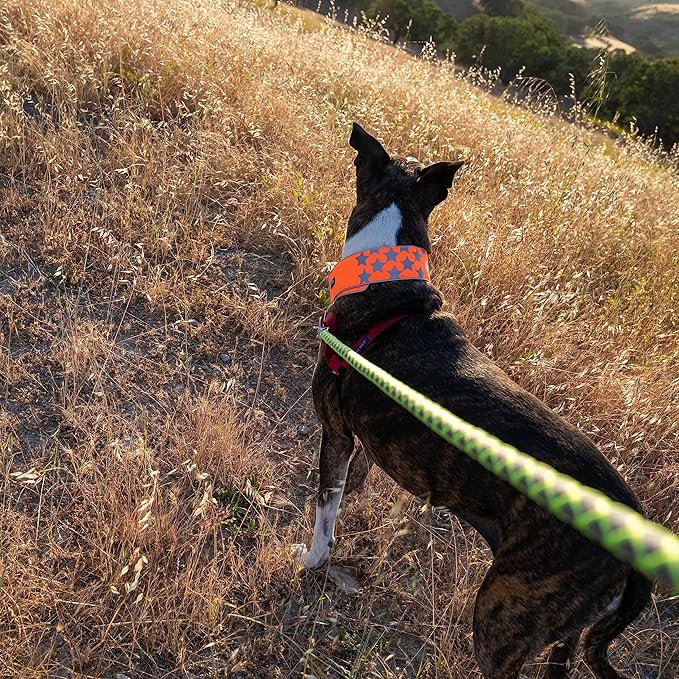 SafetyPUP XD Reflective Dog Collar ??Blaze Orange Dog Collar, Adjustable Closure for a High